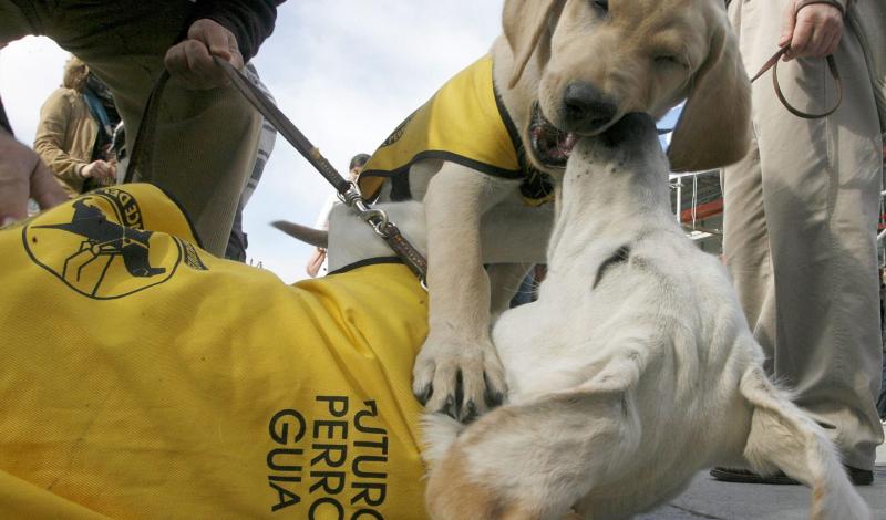 Aparecen dos perros de la Fundación del perro guía jugando entre ellos