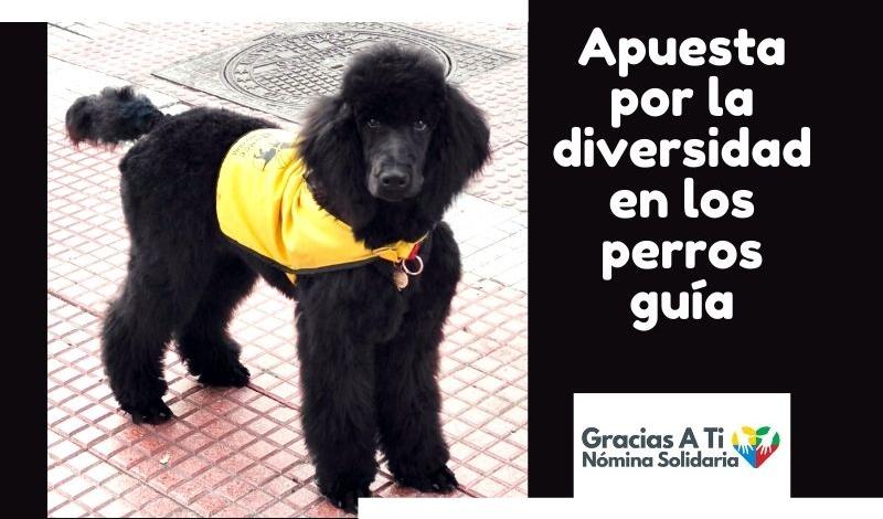 Imagen de un caniche con el peto de Perro Guía