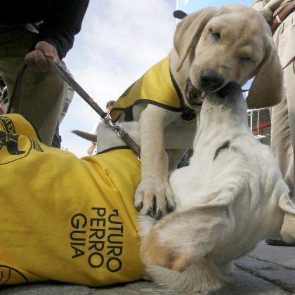 Aparecen dos perros de la Fundación del perro guía jugando entre ellos